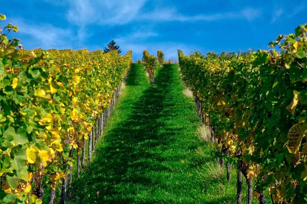 Texas Hill Country Wineries