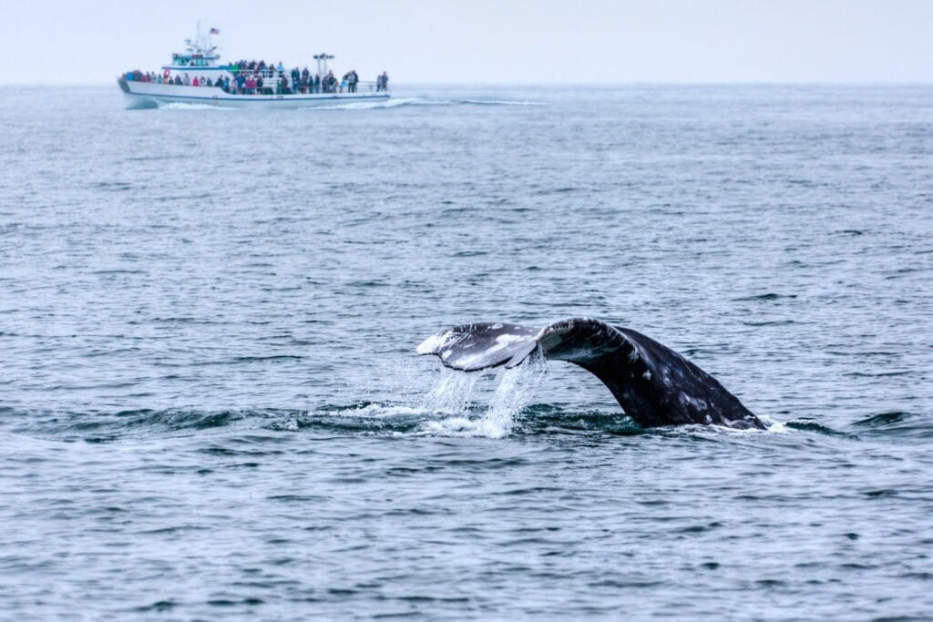 Whale Watching in San Diego