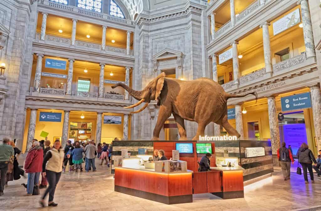 African bush elephant on the Information desk at the entrance to the Smithsonian Natural History Museum.