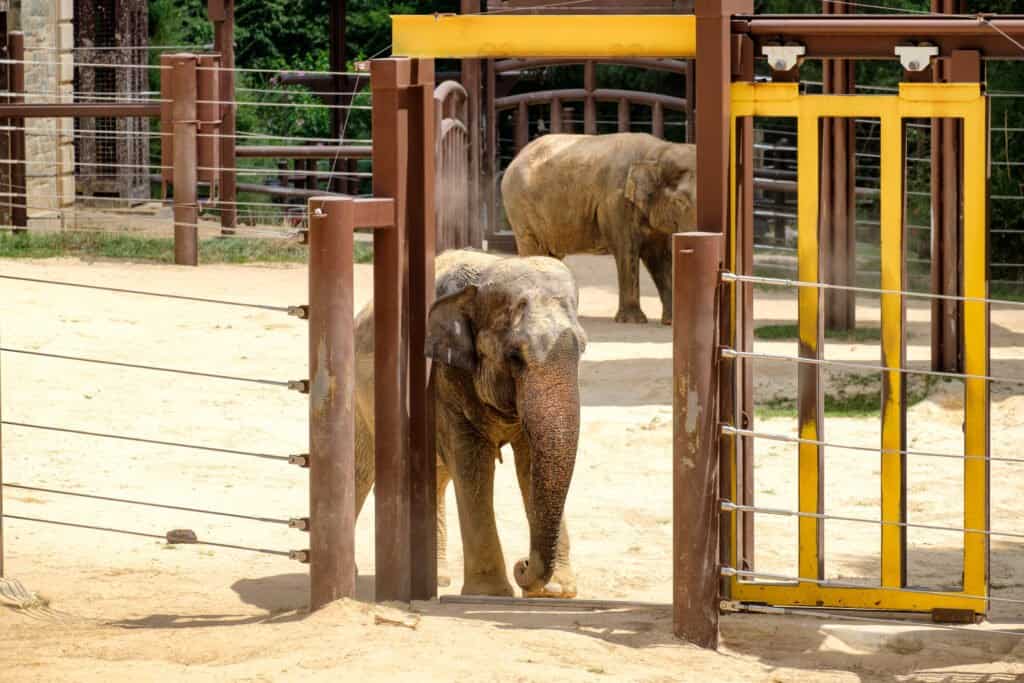 Elephants at the Smithsonian National Zoological Park in Washington D.C.