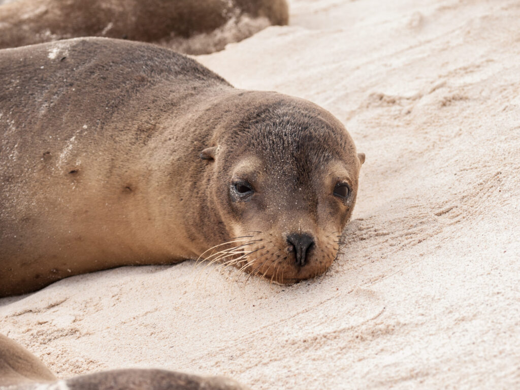 Close-up of single head of sea lion on sand in Galapagos Islands, Ecuador.