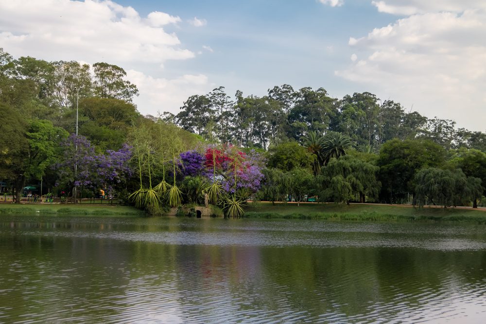 The lake in Ibirapuera Park, Sao Paulo, with jacarandas in flower along the far bank